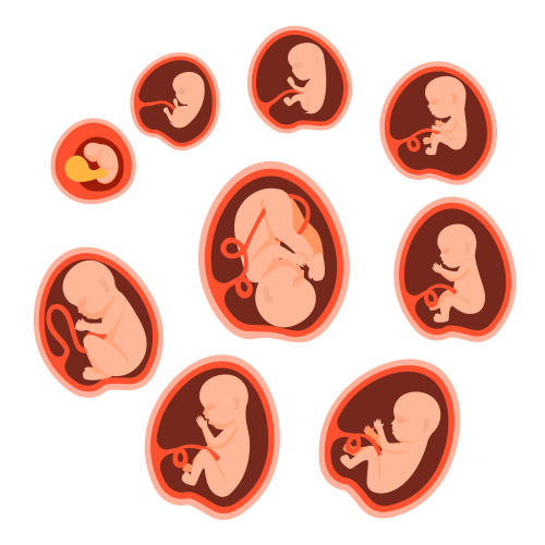 مراحل رشد ماه به ماه جنین در بارداری